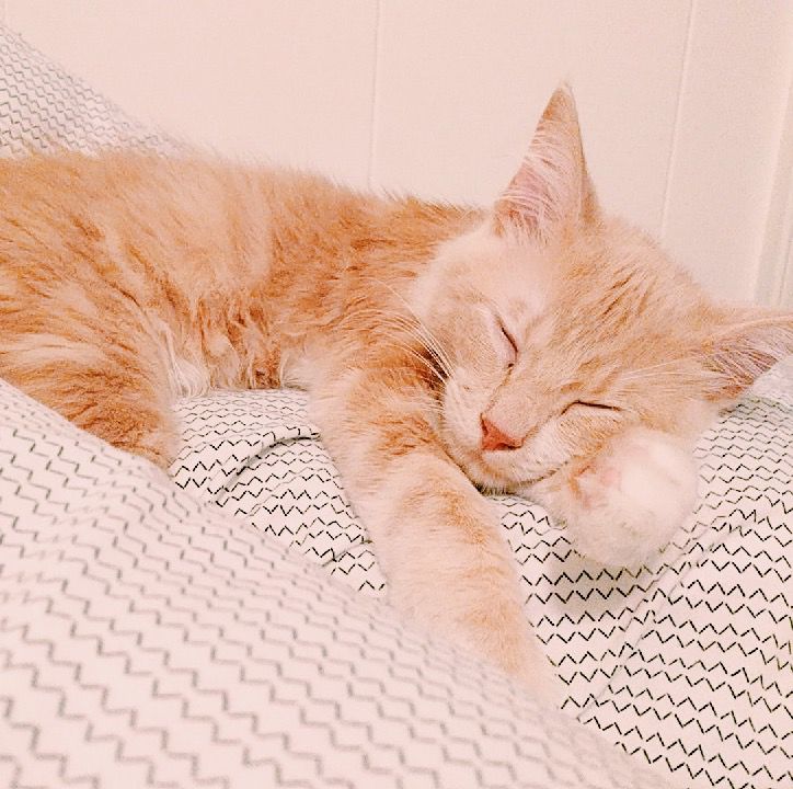 Sleeping Cat